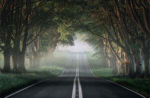 Дорога в туман