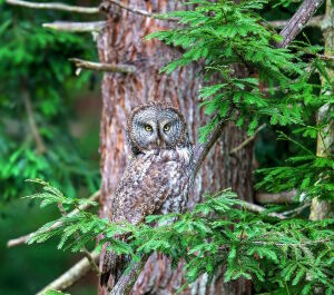 Серая неясыть на дереве