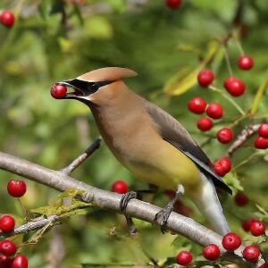 Американский свиристель ест ягодки