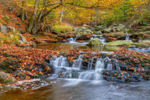 Лесная осеняя река