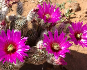 Эхиноцереус сиреневый