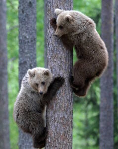 Испугались