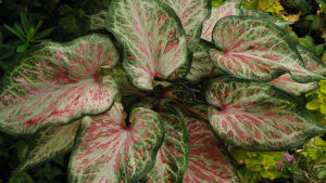 Цветок Каладиум