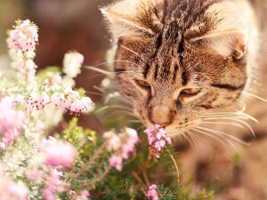 Кот и пчела