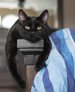 Кот на подлокотнике