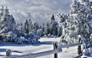 Ели и поляна в снегу