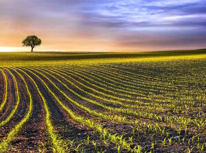 Сельскохозяйственное поле