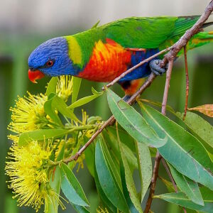 Экзотическая птица