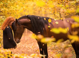 Лошадь и хозяйка
