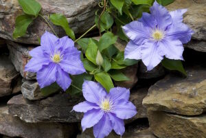 Клематис на камнях