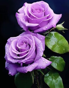 Сиреневые розы в каплях