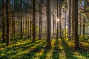 Летнее солнце в лесу