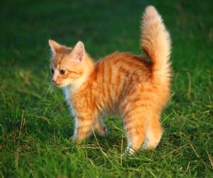 Настороженный рыжий котенок