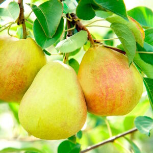 Груши на дереве