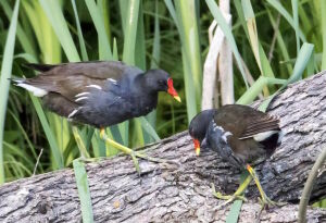 Болотные курочки
