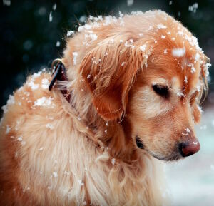 Золотистый ретривер и снег