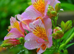 Альстрёмерия после дождя