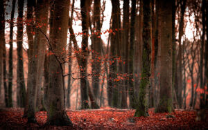 Опавшие листья