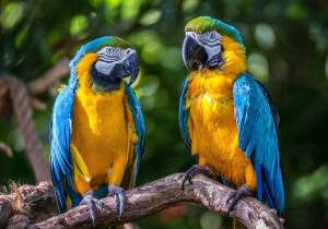 Разговор попугаев