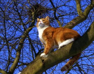Зимний котик