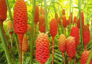 Имбирь аптечный