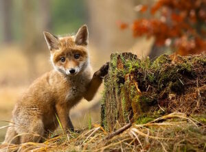 Лисенок и пень