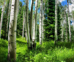 Березы в лесу