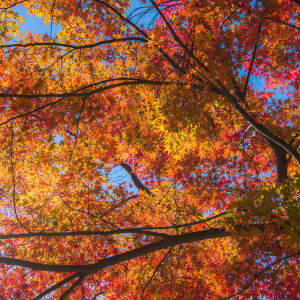 Золотые листья