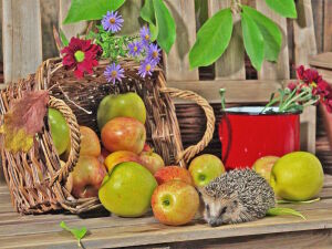 Ежик и яблочки