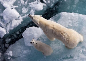 Медведи и лед