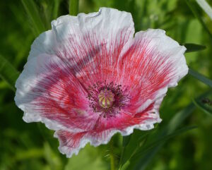 Цветок мака