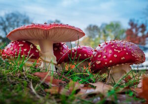 Мухоморы на лужайке