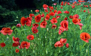 Маки у леса