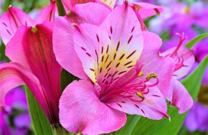 Альстромерия малиновая