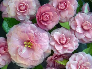 Камелия в воде