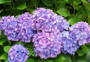 Цветки гортензии