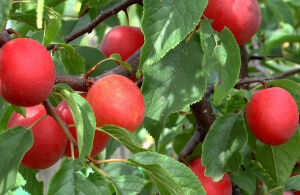 Красные сливы