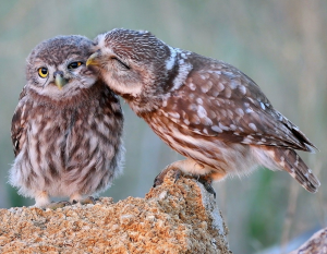 Ласковая сова