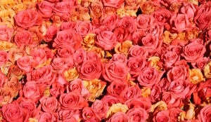 Миллион роз