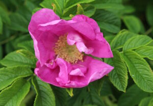 Цветок шиповника