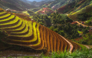 Рисовые горы