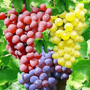 Разноцветная гроздь