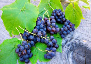 Виноград на пне