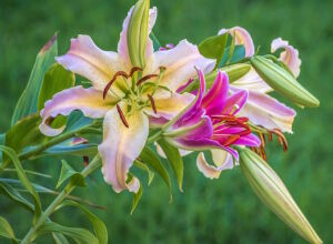 Лилии на клумбе