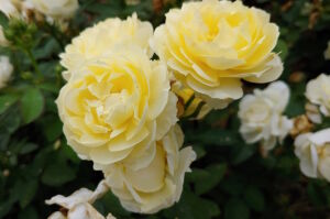 Жёлтая чайная роза