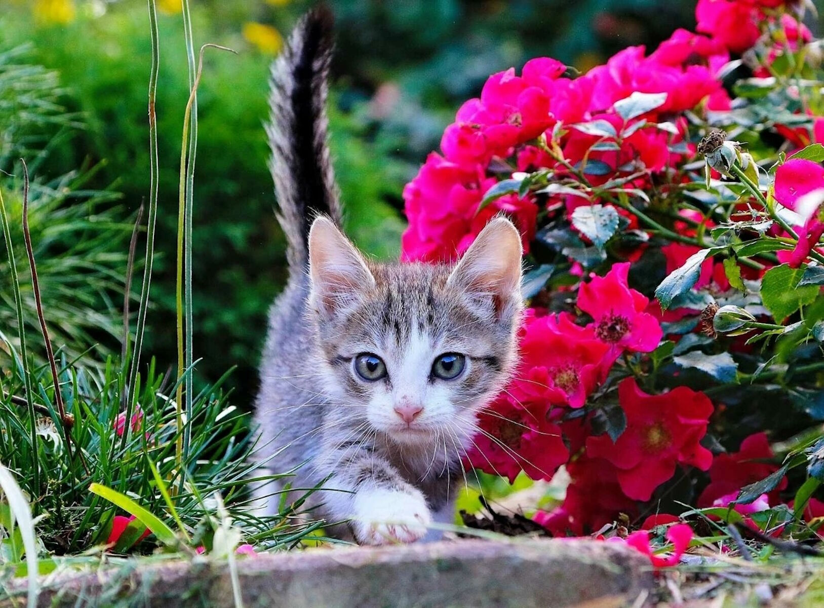 Кошечка и цветы