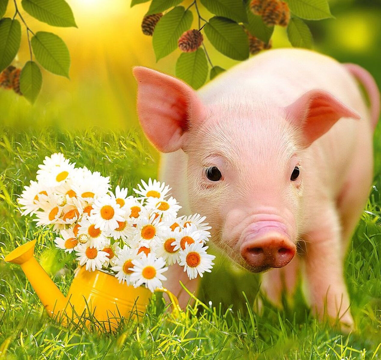Поросенок и ромашки