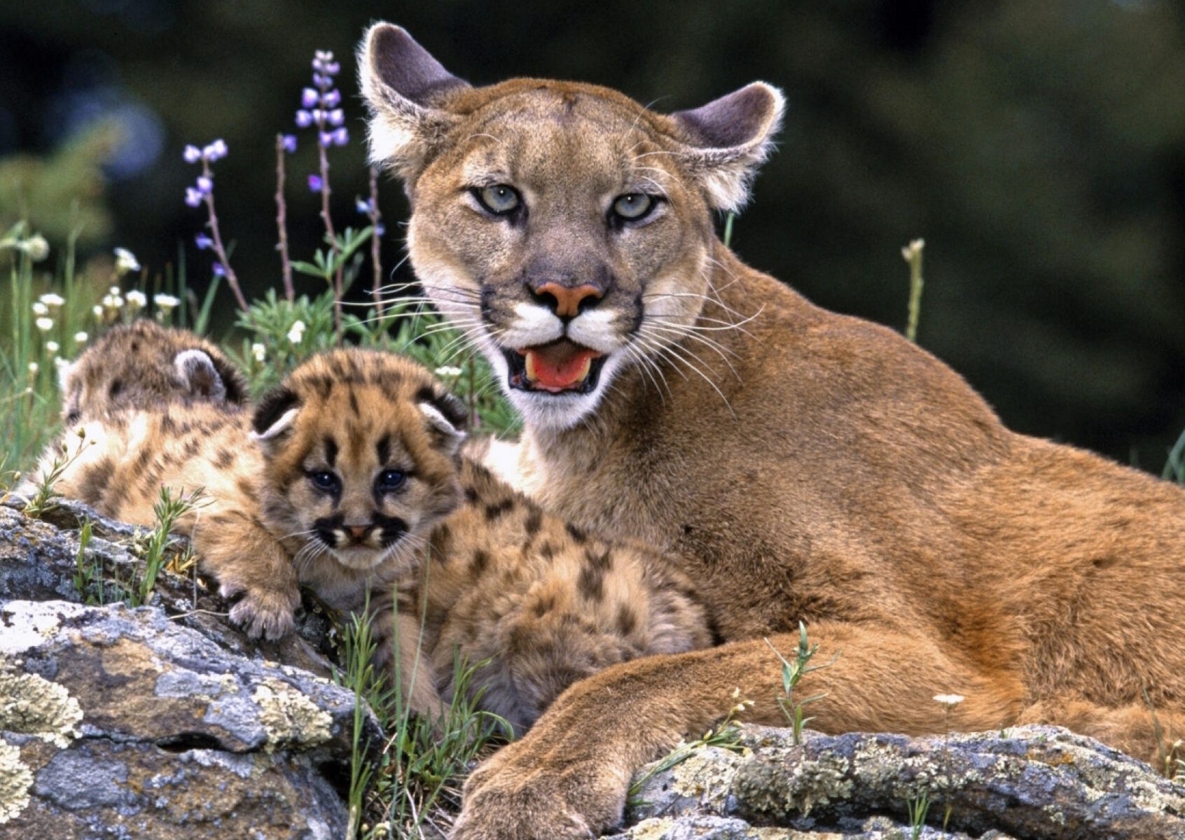 Пума с малышами