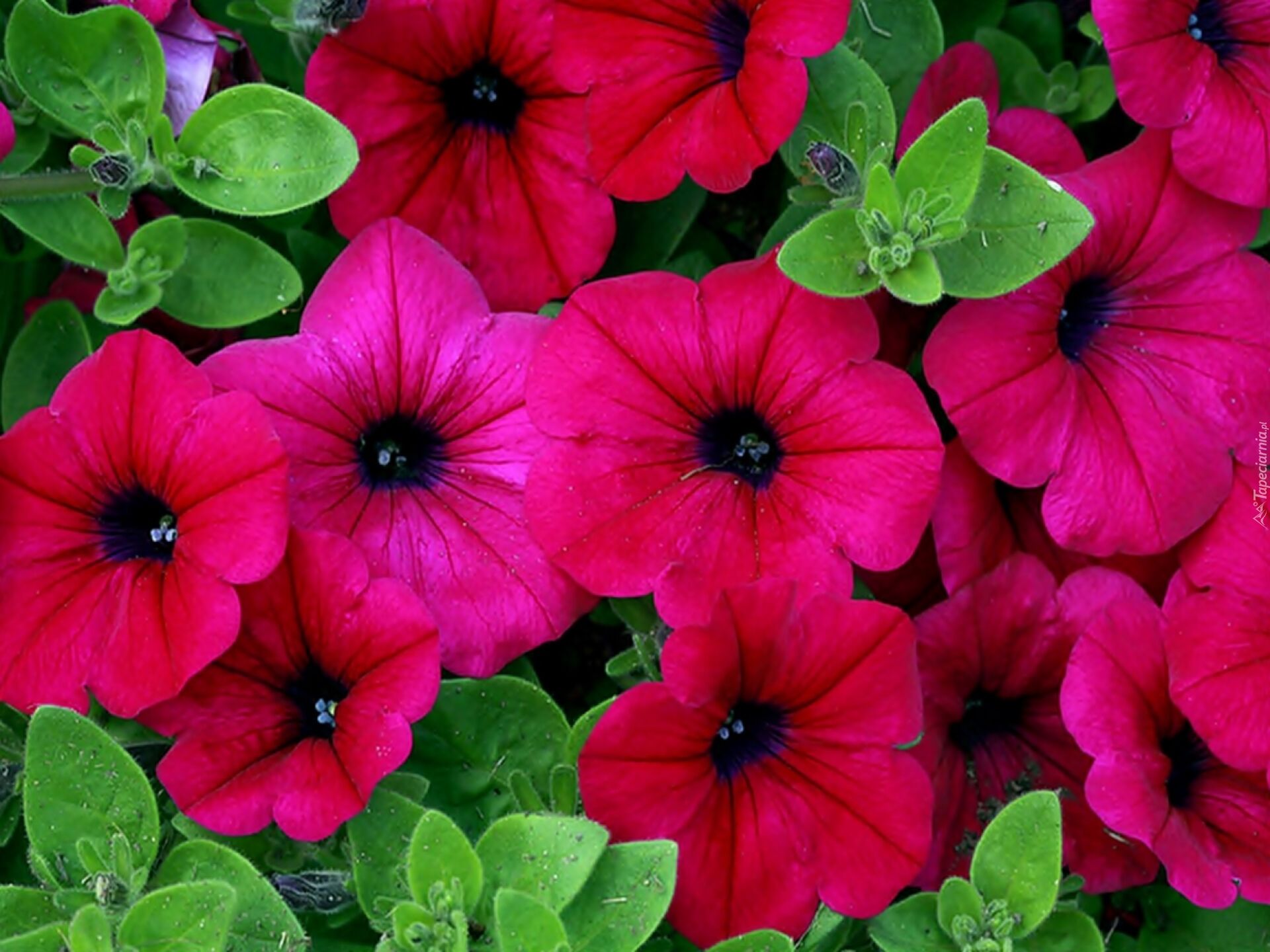 Петуния Альба