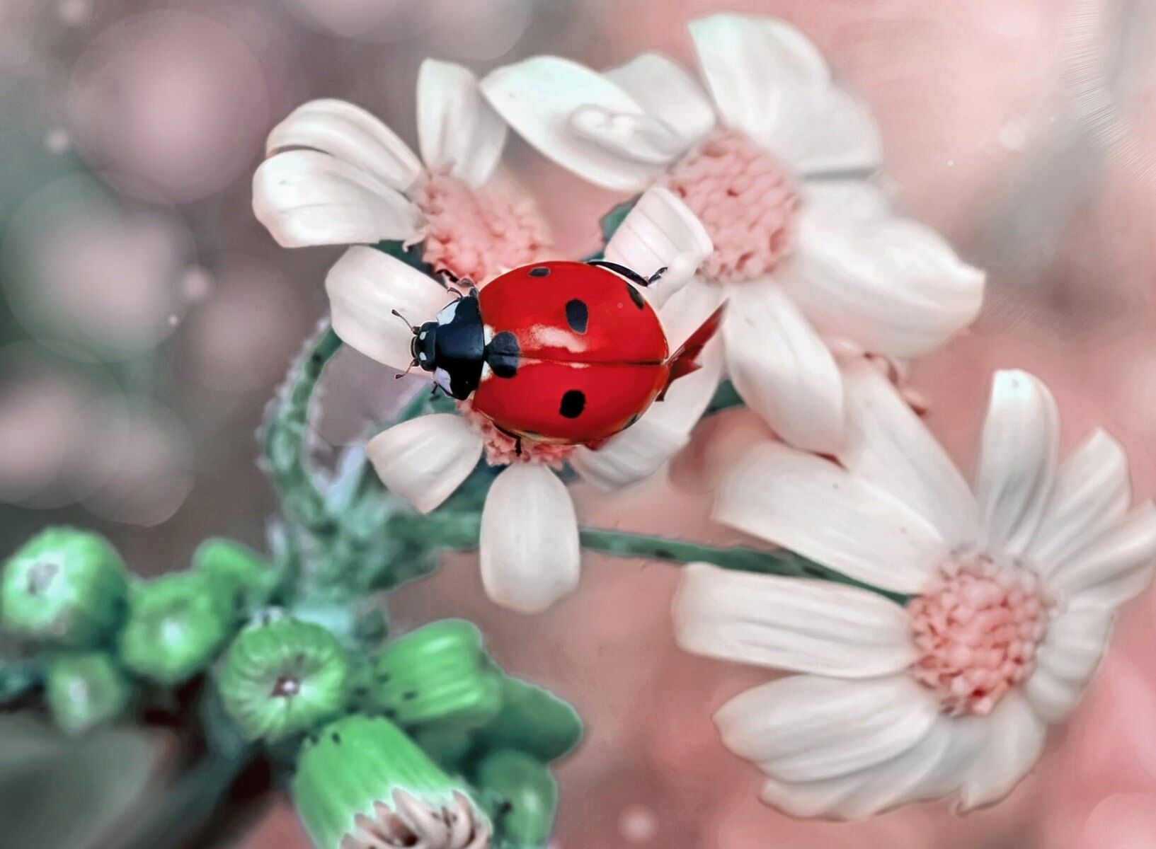 Божья коровка на цветке